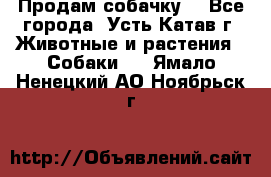 Продам собачку  - Все города, Усть-Катав г. Животные и растения » Собаки   . Ямало-Ненецкий АО,Ноябрьск г.